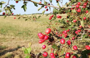 Odenwald Lounge im Naturpark Bergstraße-Odenwald - Photo 33
