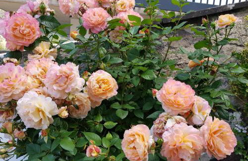 Gartenstudio Anila - Foto 25