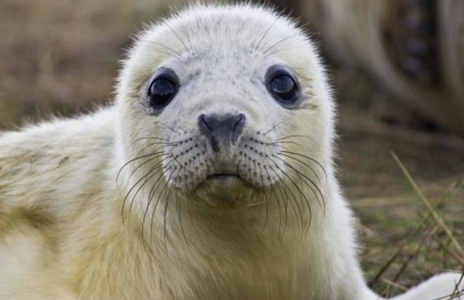 3bed-8berth- Hot Tub-mablethorpe-pet Friendly-wifi - Foto 15