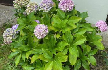 Lou Galipot Appartement avec jardin - Foto 13