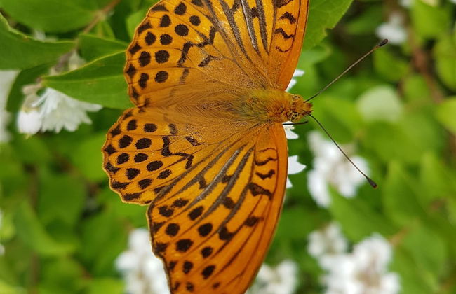 Ferienhaus Mauth - Foto 56