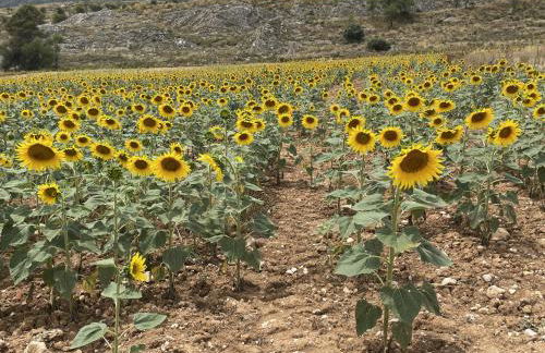Casa Rural Renueva en Buendía - Foto 43