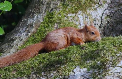 Millbrook Cottage - Foto 29