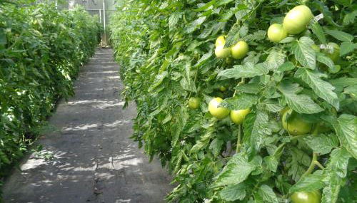 agroturismo Araize - Foto 5