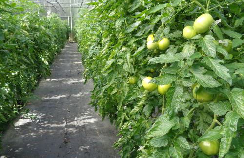 agroturismo Araize - Foto 5