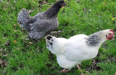 Le Gîte d’en Bas-St Valery à 15min-Équipement bébé - Foto 44