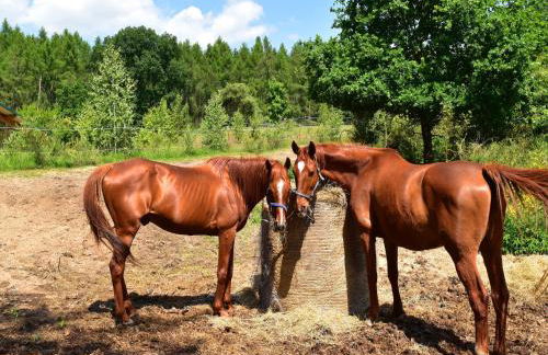 Ferienhaus am Garder See Inselblick - Foto 36