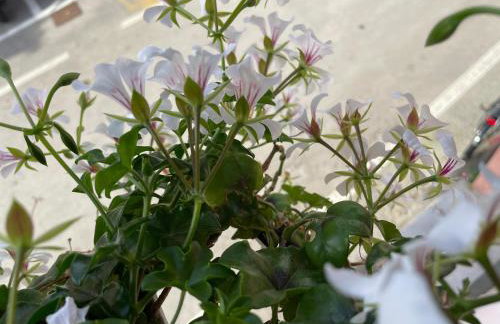 Appartamento La Fontina - Foto 22