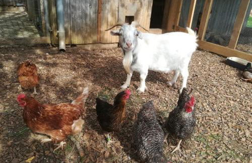 Ferienhof Veit - Foto 24