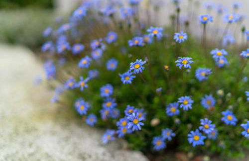 Olive Garden Villas - Photo 78