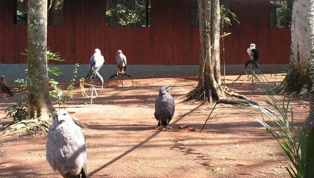 Uccelli riabilitati di Güirá Oga
