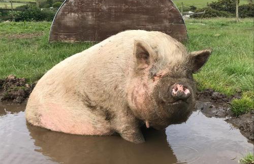 The Little Cabin - Foto 29