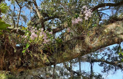 Bienenwabe Suítes Super Luxo - Foto 19