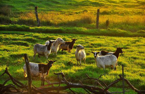 Kohala Lodge- Vacation Rental House - Foto 19