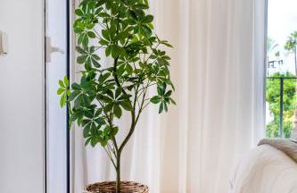 Costalita one bedroom apartment - Photo 53