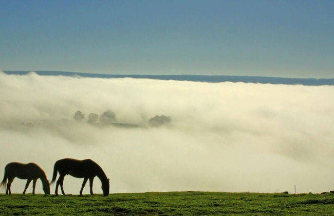 Balingup Heights Hilltop Forest Cottages - Foto 59