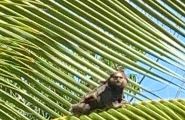 Raios de Sol Ville - Taipu de Fora -Casa com 2 Suítes - Foto 51