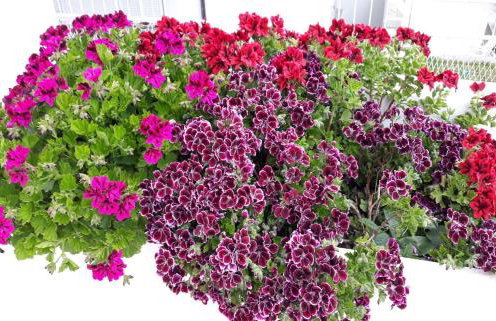 Apartment ANGIE 2 - Marjan Hill - Photo 21