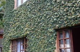 Casa de Araras - Foto 21