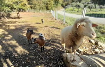 Quinta Da Bolota double room - Foto 22