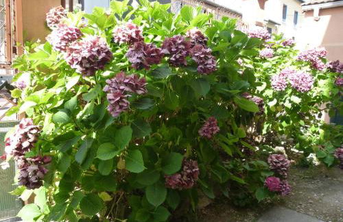 Studio Calme avec Jardin, Tram T6 & Métro D, Proche Hôpital Mermoz et Édouard Herriot - Foto 8