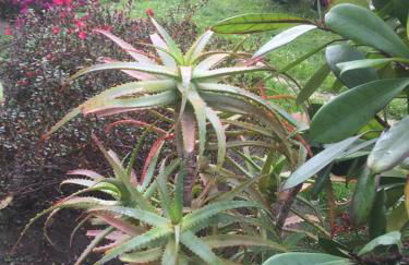 Da Boni & Luci - Foto 16