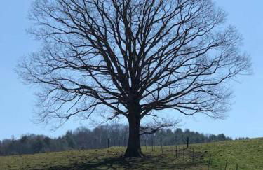 Petting Zoo! Hot Tub, 15 acres, stream & Romance! - Foto 70