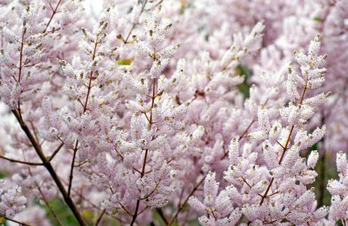 Chalé Flores e Amores - Photo 55