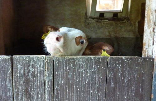 Ferienhaus Eck - Foto 12