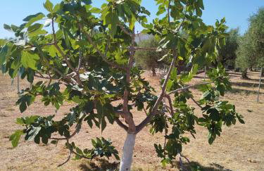 Nereids Apartments-Pronoe - Foto 30