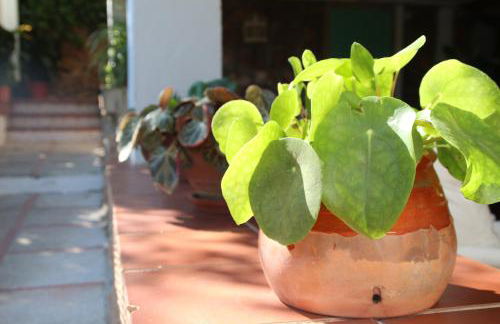 El jardín de la abuela - Foto 25