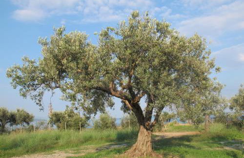 Holiday home Stella di Sicilia - Foto 14