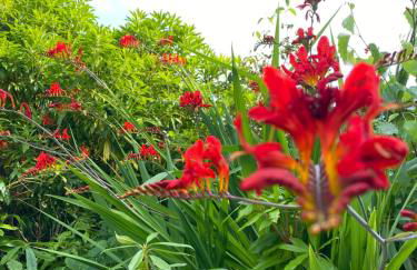 Kipplochan - Photo 77