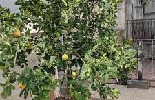 Da Monnedda - Foto 4