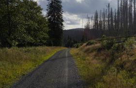 Villa im Harz - Deluxe Appartment - Frühstück, Halbpension buchbar - Foto 47