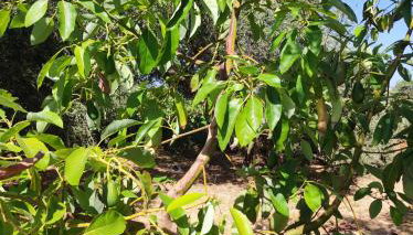 Anatolika Stamatis Paradise - Foto 5, Garden