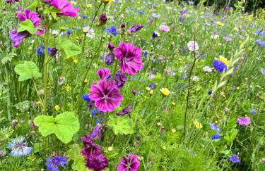 Okno na las - Foto 38