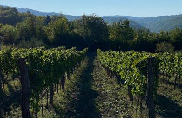 Villa Olivi - a natural paradise near Motovun - Foto 69