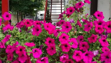 Casa Valcanover - Foto 4, Garden