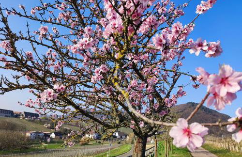 Ferienwohnung "Dorfblick" - Foto 16