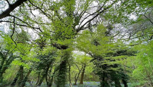 Orchard Cottage - Kent - Foto 5, Garden view