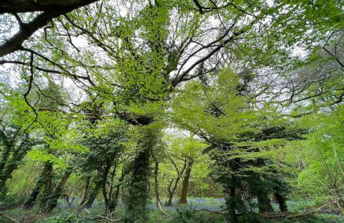 Orchard Cottage - Kent - Foto 5