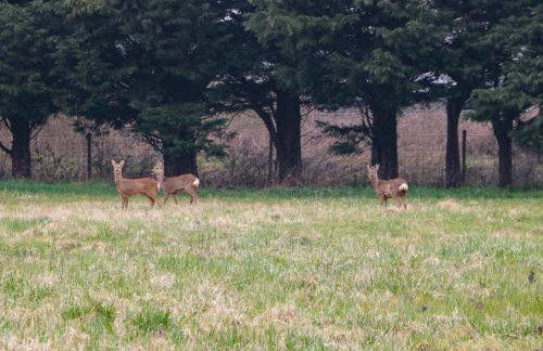 The Old Piggery - Photo 24