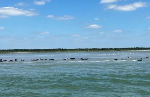 Les volets verts - Foto 32