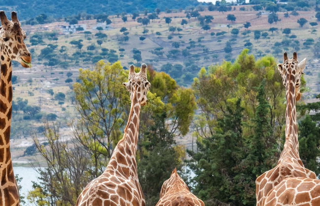 Excursion au parc zoologique Africam Safari - Photo 6