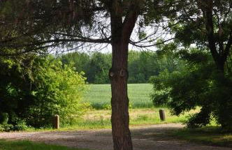 BORGO GIUSTINIANI Mora Pero Melo - Foto 3