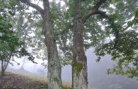 Tana della Lavanda - Photo 75