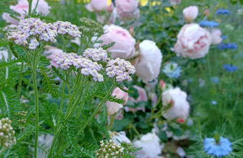 Agriturismo La Casetta - ospitalità rurale familiare - Foto 12