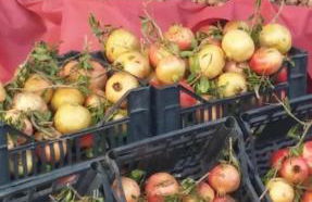 Tuttifrutti holiday - Foto 59