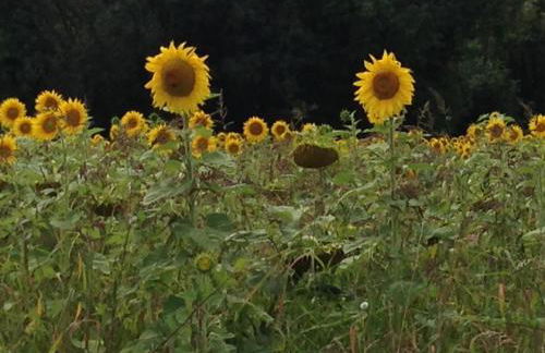 Rolling Mill, Wolds Way Holiday Cottages, 2 Bed, 1st floor - Foto 25